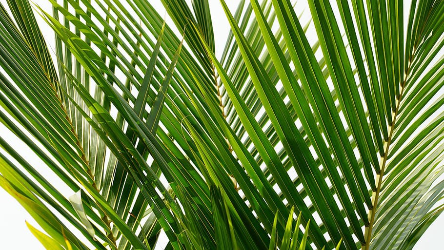 kegunaan daun pokok kelapa