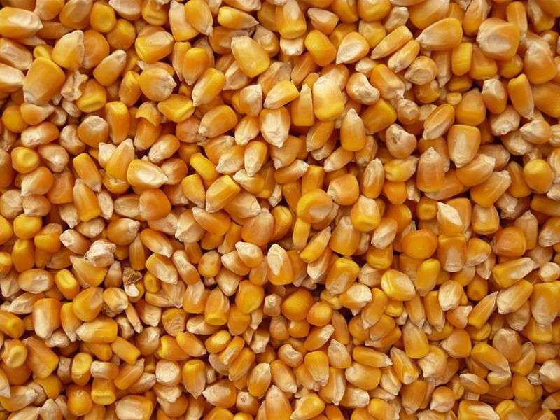 jagung untuk ternak unggas