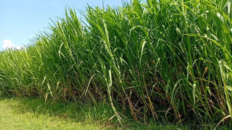 Rumput Yang Boleh Dimakan Rumput Pakan Ternak Yang Baik Untuk Hewan