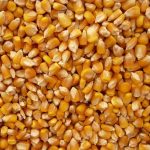 jagung untuk ternak unggas